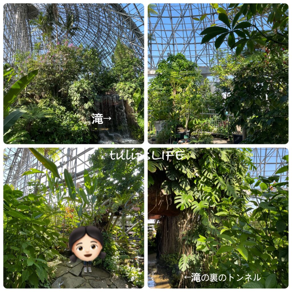 夢の島熱帯植物館の大温室内