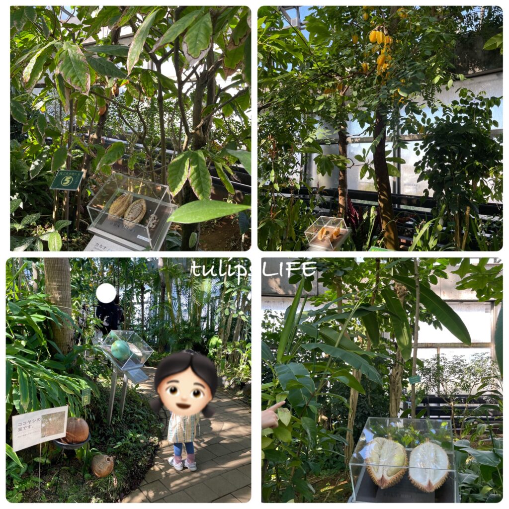 夢の島熱帯植物館の大温室内の果実